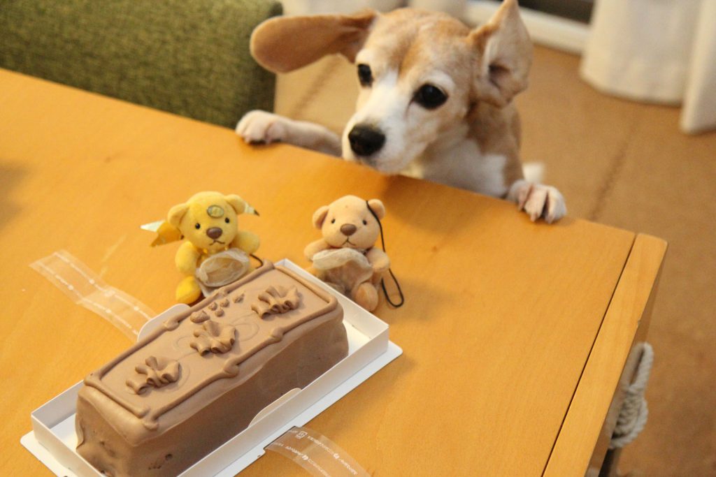 トップスのチョコレートケーキに興奮する犬