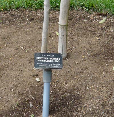 カナダ大使館が植えた木